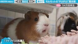 プイプイ抗議か？ 驚かされたモルモットの表情に“ほっこり”「口元がたまらない」