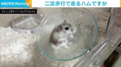 回し車を“器用に走る”ハムスターに飼い主「もうちょいハムスターらしく走ってくれると」 