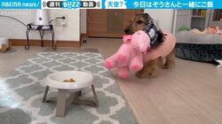 「可愛いの極み」愛犬がご飯を食べる時に見せる仕草が悶絶級 ぬいぐるみが大好きな犬に「何、この天使」と80万回再生