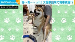 “大怪獣”出現で電車が脱線!? 柴犬の“遊んでアピール”に飼い主の息子が悲鳴
