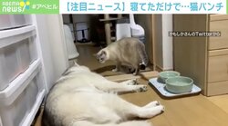 「え？ 何？」昼寝中に猫パンチを食らった犬が困惑 理不尽すぎる動画が話題