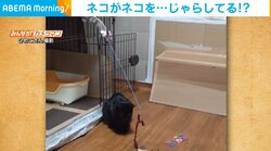 猫じゃらしを操るネコ!? 見事に仲間を動かす“衝撃の光景”が「すごいｗ」「ずっと見てられる」と話題