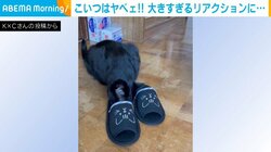 スリッパに顔を突っ込んだ猫が“急変” 飼い主大ショックの“まさかのリアクション”に反響