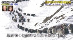 「ここで生きていくのはキツい、でも…」ナスDが肌で感じた“日本とヒマラヤで働く事”の差