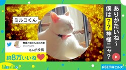 「神様感がすごい」後光が差し神秘的な動きも相まって…神様のような“猫の所業”に「なんて神々しい」“8万人”を魅了