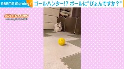 ボール遊びが大好きなうさぎ 機敏な動きで飛び付く姿に飼い主驚き「前世は犬かも…」