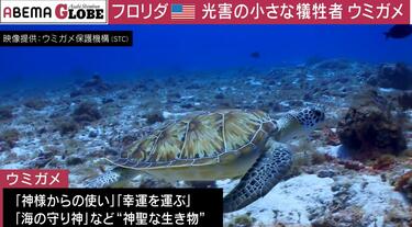 海の光をめいっぱいに反射するウミガメ 人間が作った光のせいで“ウミガメ”が犠牲に…野生動物や星空に影響を
