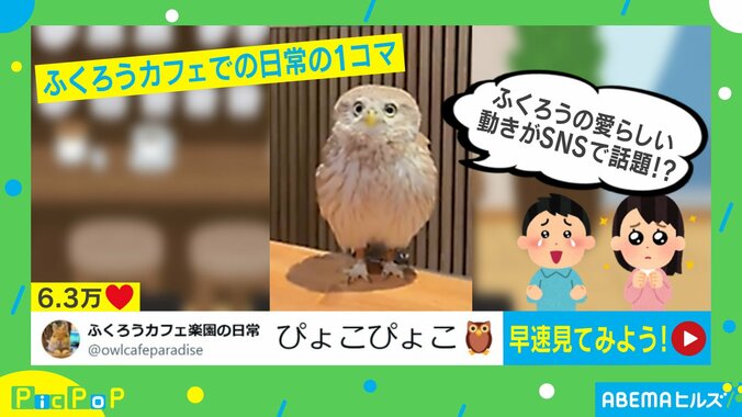 コキンメフクロウのチップちゃん（8歳）
