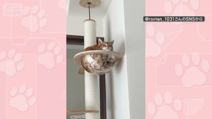 透明なボウル部分にスッポリ