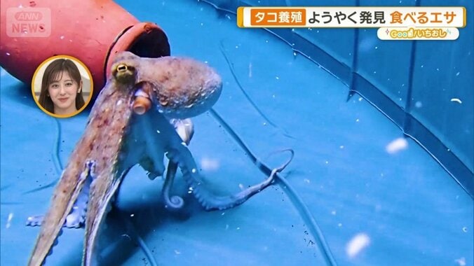 育てるのが最も難しいタコ　陸上完全養殖に成功　東海大学が世界初快挙へ　駿河湾で迫る 1枚目