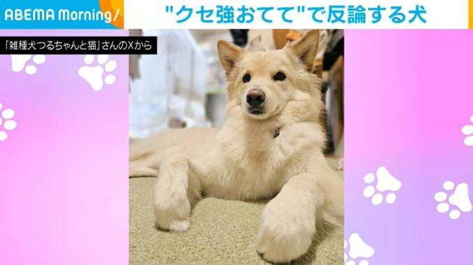 犬のつるちゃん