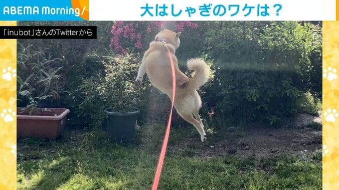 「晴れたワン！」イヌの嬉しそうに“飛び跳ねる姿”に飼い主「とても元気をもらった」 1枚目