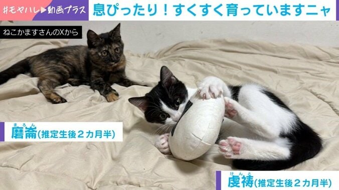 猫の磨崙と虔祷
