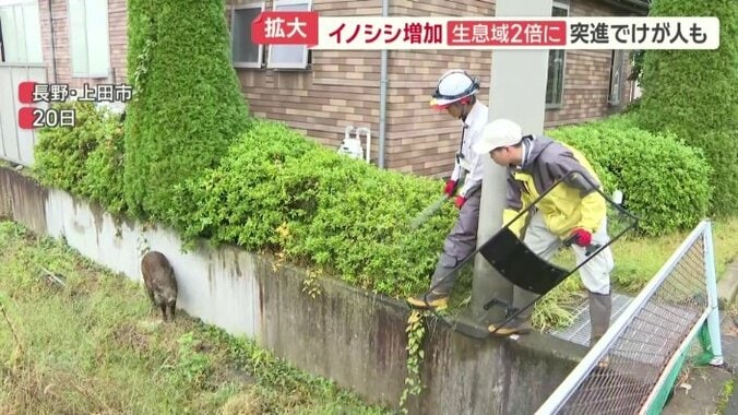 長野県上田市に現れたイノシシ