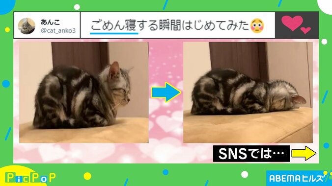 香箱座りの猫がオフモード突入時の流れに「充電切れちゃったかな」「保存＆リピート確定!!」絶賛の声 1枚目