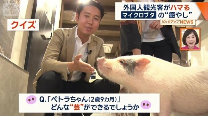 どんな芸ができる？