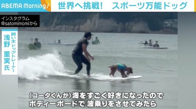 「10歳でこれくらい動ける犬は少ない」 スポーツ万能な“サーフィン犬” 飼い主とともに世界へ挑戦 2枚目