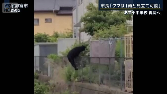 クマ
