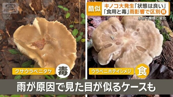 毒キノコが…