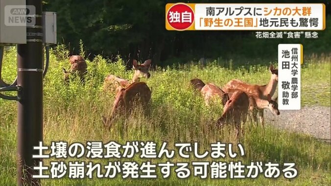 シカ食害の影響は