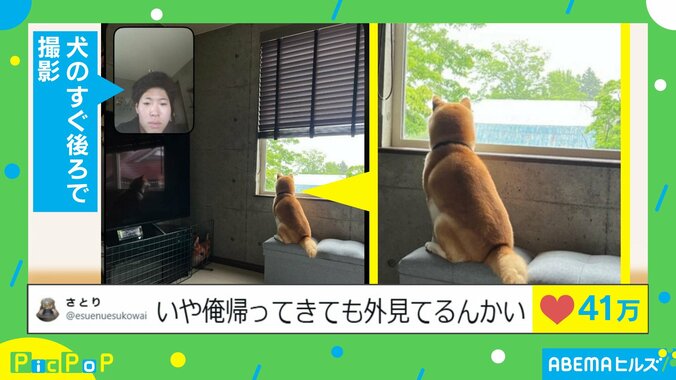 外を眺める豆柴