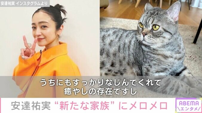 「想像以上に可愛い」安達祐実、飼い始めた猫にメロメロ 1枚目