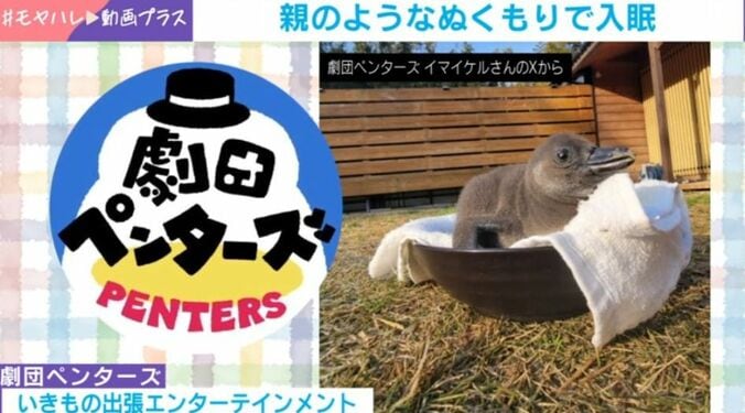 ペンギンの加藤くん