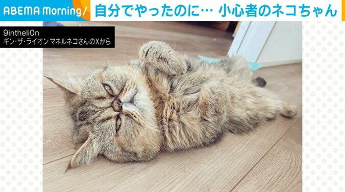 いかつい顔をした小心者の猫