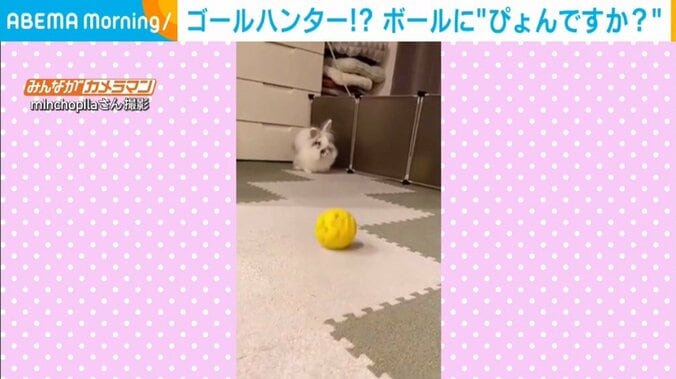 ボール遊びが大好きなうさぎ 機敏な動きで飛び付く姿に飼い主驚き「前世は犬かも…」 1枚目