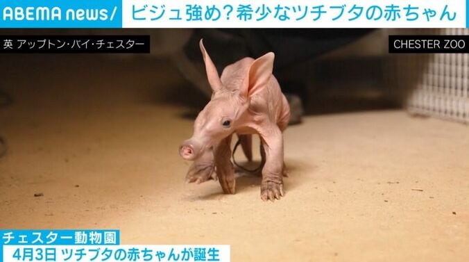 ツチブタの赤ちゃん