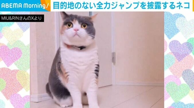 みゅーちゃん