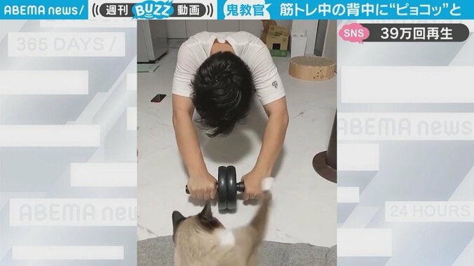 鬼猫の教官、飼い主の筋トレを“猫パンチ”で監視 スパルタぶりが「飼い主孝行」と評判 1枚目