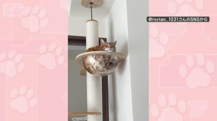 透明なボウル部分にスッポリ