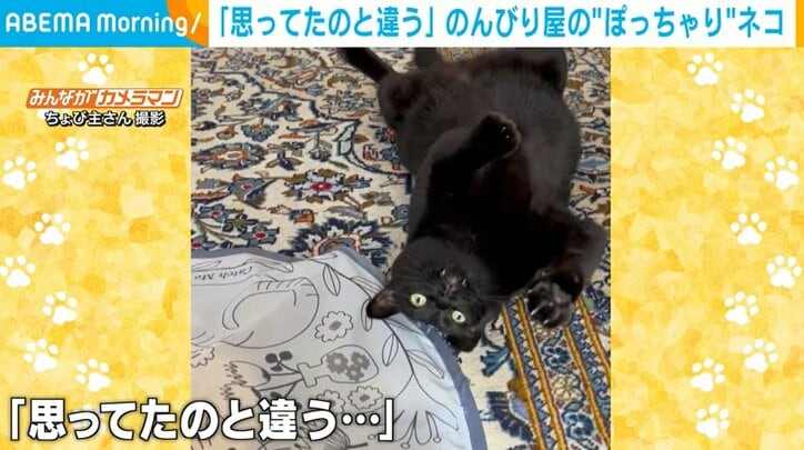 ぽっちゃり猫に運動してほしくて「自動猫じゃらし」を導入 想定外の“反応”に飼い主困惑「思っていたのと違う…」