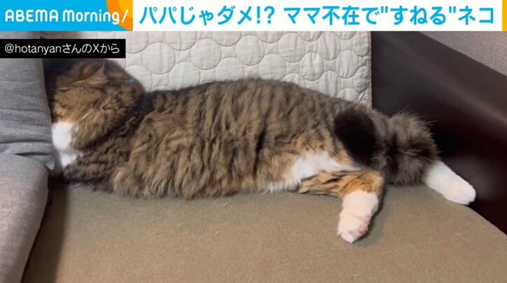 猫のほたてくん