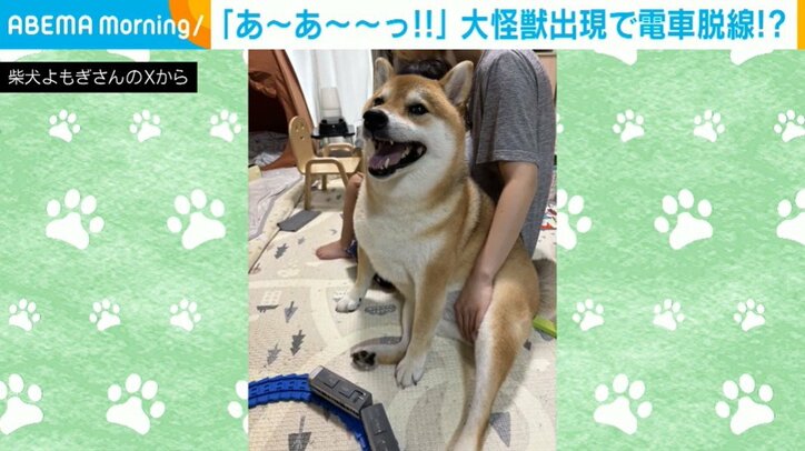 柴犬のよもぎくん