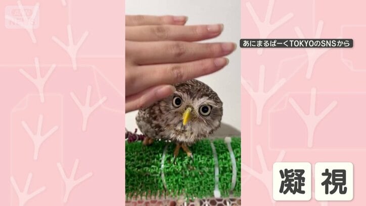 もう一度隠すと、さらにかがむ