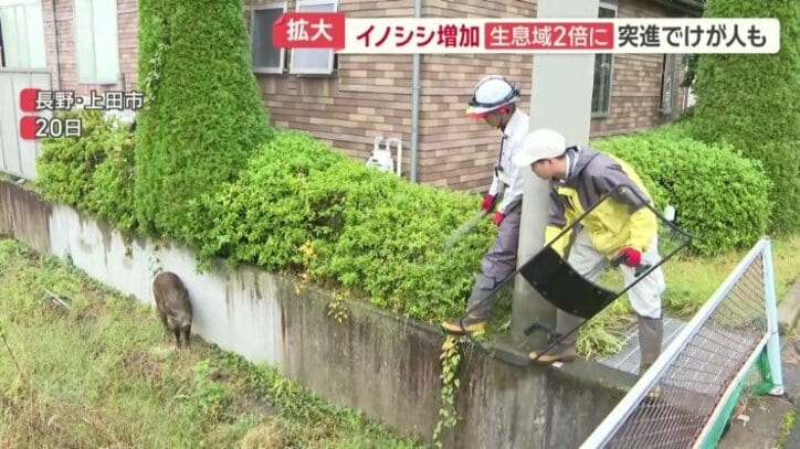 長野県上田市に現れたイノシシ