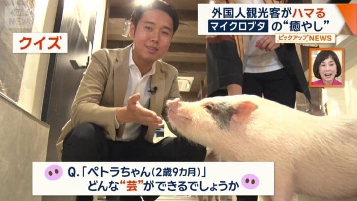 どんな芸ができる？