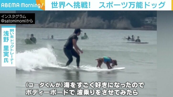 10歳でこれくらい動ける犬は少ない スポーツ万能な サーフィン犬 飼い主とともに世界へ挑戦 国内 Abema Times