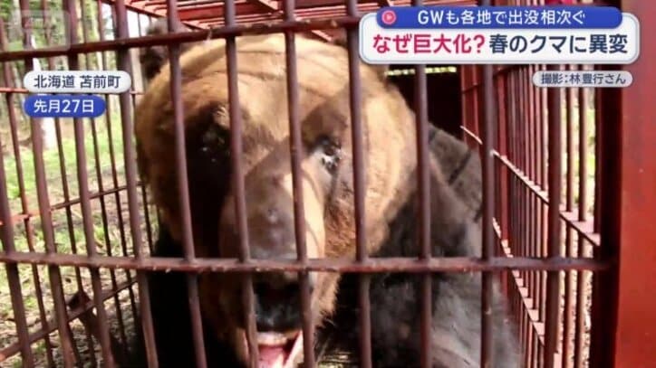 巨大なクマ