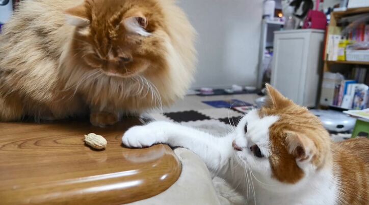 2階建て猫マンション？「満室ですニャ」　マンチカンズの可愛い成長ヒストリーが放送決定