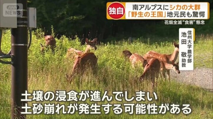 シカ食害の影響は