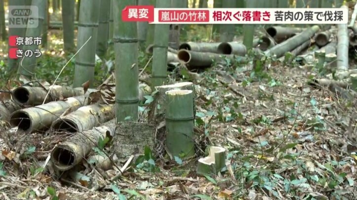 道から手が届く範囲に生えている竹など25本を伐採