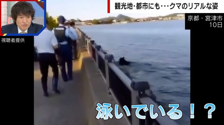 日本三大名所「天橋立」に“海を泳ぐ”クマ出没→砂浜を猛ダッシュする様子も…全国各地でクマの目撃情報が相次ぐ