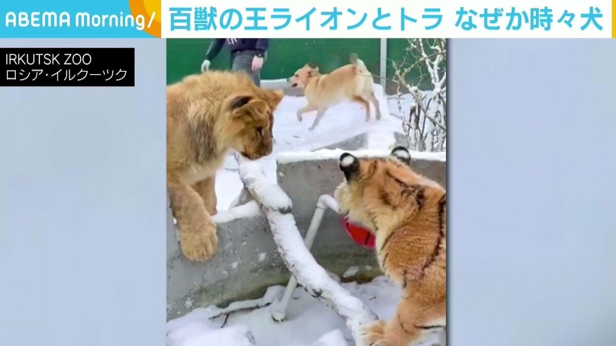 片足を失ったライオンのリハビリ相手にラブラドール トラの双子も加わり 種を超えた親友 に ロシア 話題 Abema Times 片足を失ったライオンのリハビリ相手にラブラドール トラの双子も加わり 種を超えた親友 に ロシア 話題 Abema Times