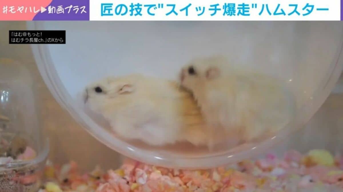 もはや職人芸？「息の合い方が餅つき」ハムスター姉妹の“爆速