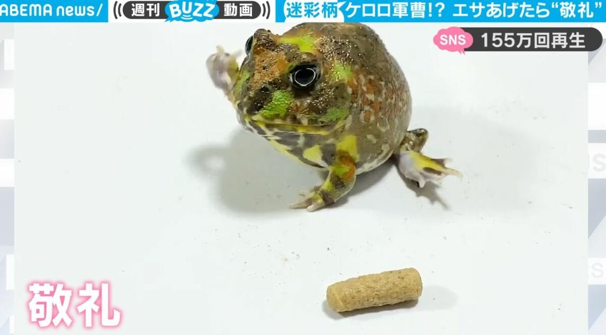 カエルにエサをあげたらどうなるか？ 想像を超えたヤバすぎる動きが