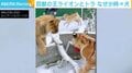 片足を失ったライオンのリハビリ相手にラブラドール、トラの双子も加わり“種を超えた親友”に ロシア