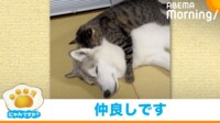 【映像】猫「モフモフ…」犬に顔を埋めて抱きつく姿